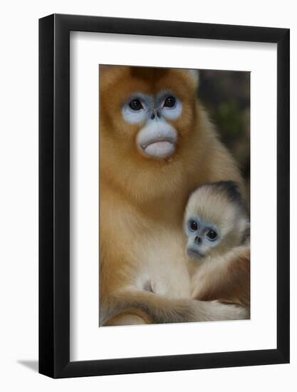 Quinling Golden Snub Nosed Monkey (Rhinopitecus Roxellana Qinlingensis)-Florian Möllers-Framed Photographic Print