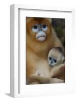 Quinling Golden Snub Nosed Monkey (Rhinopitecus Roxellana Qinlingensis)-Florian Möllers-Framed Photographic Print