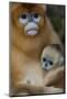 Quinling Golden Snub Nosed Monkey (Rhinopitecus Roxellana Qinlingensis)-Florian Möllers-Mounted Photographic Print