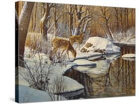 Quinnipiac River White Tails-Bruce Dumas-Stretched Canvas