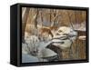 Quinnipiac River White Tails-Bruce Dumas-Framed Stretched Canvas