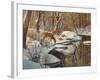 Quinnipiac River White Tails-Bruce Dumas-Framed Giclee Print