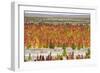 Quinoa field plantation, Uyuni, Potosi Department, Bolivia-Keren Su-Framed Photographic Print