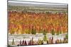 Quinoa field plantation, Uyuni, Potosi Department, Bolivia-Keren Su-Mounted Photographic Print