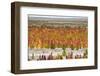 Quinoa field plantation, Uyuni, Potosi Department, Bolivia-Keren Su-Framed Photographic Print