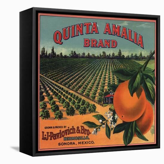 Quinta Amalia Brand - Sonora, Mexico - Citrus Crate Label-Lantern Press-Framed Stretched Canvas