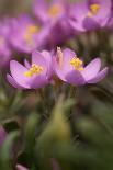 Thrift (Armeria Pungens) in Flower on Beach, Alentejo, Portugal-Quinta-Photographic Print