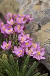 Common Centaury (Centaurium Erythraea) Flowers, Alentejo, Portugal, June-Quinta-Photographic Print