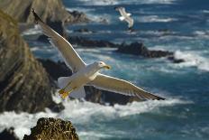Yellow Legged Gull (Larus Michahellis) in Flight, Cabo Sard?o (Cape) Alentejo, Portugal-Quinta-Photographic Print
