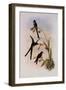 Quito Purpleback, Zodalia Ortoni-John Gould-Framed Giclee Print