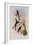 Quito Purpleback, Zodalia Ortoni-John Gould-Framed Giclee Print