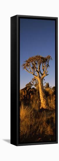 Quiver Tree (Aloe Dichotoma) at Sunset, Namibia-null-Framed Stretched Canvas