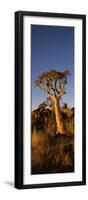 Quiver Tree (Aloe Dichotoma) at Sunset, Namibia-null-Framed Photographic Print