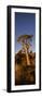 Quiver Tree (Aloe Dichotoma) at Sunset, Namibia-null-Framed Photographic Print