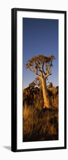 Quiver Tree (Aloe Dichotoma) at Sunset, Namibia-null-Framed Photographic Print