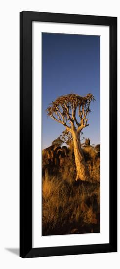 Quiver Tree (Aloe Dichotoma) at Sunset, Namibia-null-Framed Photographic Print