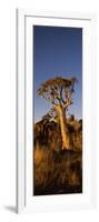 Quiver Tree (Aloe Dichotoma) at Sunset, Namibia-null-Framed Photographic Print