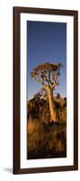 Quiver Tree (Aloe Dichotoma) at Sunset, Namibia-null-Framed Photographic Print