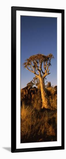 Quiver Tree (Aloe Dichotoma) at Sunset, Namibia-null-Framed Photographic Print