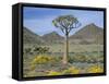 Quiver Tree (Aloe Dichotoma), Goegap Nature Reserve, Namaqualand, South Africa, Africa-Steve & Ann Toon-Framed Stretched Canvas