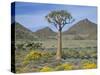 Quiver Tree (Aloe Dichotoma), Goegap Nature Reserve, Namaqualand, South Africa, Africa-Steve & Ann Toon-Stretched Canvas