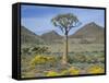 Quiver Tree (Aloe Dichotoma), Goegap Nature Reserve, Namaqualand, South Africa, Africa-Steve & Ann Toon-Framed Stretched Canvas