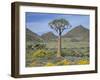 Quiver Tree (Aloe Dichotoma), Goegap Nature Reserve, Namaqualand, South Africa, Africa-Steve & Ann Toon-Framed Photographic Print