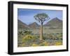 Quiver Tree (Aloe Dichotoma), Goegap Nature Reserve, Namaqualand, South Africa, Africa-Steve & Ann Toon-Framed Photographic Print