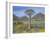 Quiver Tree (Aloe Dichotoma), Goegap Nature Reserve, Namaqualand, South Africa, Africa-Steve & Ann Toon-Framed Photographic Print