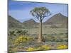 Quiver Tree (Aloe Dichotoma), Goegap Nature Reserve, Namaqualand, South Africa, Africa-Steve & Ann Toon-Mounted Photographic Print