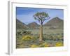 Quiver Tree (Aloe Dichotoma), Goegap Nature Reserve, Namaqualand, South Africa, Africa-Steve & Ann Toon-Framed Photographic Print