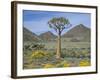 Quiver Tree (Aloe Dichotoma), Goegap Nature Reserve, Namaqualand, South Africa, Africa-Steve & Ann Toon-Framed Photographic Print