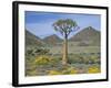 Quiver Tree (Aloe Dichotoma), Goegap Nature Reserve, Namaqualand, South Africa, Africa-Steve & Ann Toon-Framed Photographic Print