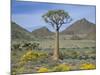 Quiver Tree (Aloe Dichotoma), Goegap Nature Reserve, Namaqualand, South Africa, Africa-Steve & Ann Toon-Mounted Photographic Print