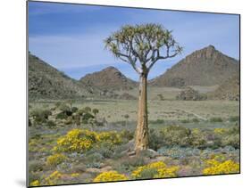 Quiver Tree (Aloe Dichotoma), Goegap Nature Reserve, Namaqualand, South Africa, Africa-Steve & Ann Toon-Mounted Photographic Print