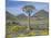 Quiver Tree (Aloe Dichotoma), Goegap Nature Reserve, Namaqualand, South Africa, Africa-Steve & Ann Toon-Mounted Photographic Print