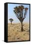 Quiver Tree (Aloe Dichotoma) in the Namib Desert Landscape-Carlos Neto-Framed Stretched Canvas