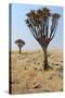 Quiver Tree (Aloe Dichotoma) in the Namib Desert Landscape-Carlos Neto-Stretched Canvas