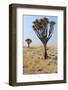 Quiver Tree (Aloe Dichotoma) in the Namib Desert Landscape-Carlos Neto-Framed Photographic Print