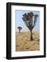 Quiver Tree (Aloe Dichotoma) in the Namib Desert Landscape-Carlos Neto-Framed Photographic Print