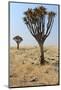 Quiver Tree (Aloe Dichotoma) in the Namib Desert Landscape-Carlos Neto-Mounted Photographic Print