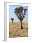 Quiver Tree (Aloe Dichotoma) in the Namib Desert Landscape-Carlos Neto-Framed Photographic Print