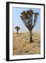 Quiver Tree (Aloe Dichotoma) in the Namib Desert Landscape-Carlos Neto-Framed Photographic Print