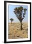 Quiver Tree (Aloe Dichotoma) in the Namib Desert Landscape-Carlos Neto-Framed Photographic Print