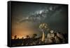 Quiver Tree (Aloe Dichotoma) with the Milky Way at Night-Wim van den Heever-Framed Stretched Canvas