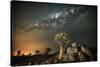 Quiver Tree (Aloe Dichotoma) with the Milky Way at Night-Wim van den Heever-Stretched Canvas