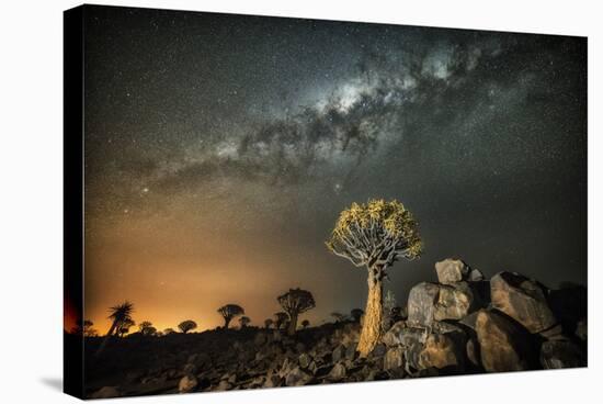 Quiver Tree (Aloe Dichotoma) with the Milky Way at Night-Wim van den Heever-Stretched Canvas