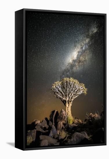 Quiver Tree (Aloe Dichotoma) with the Milky Way at Night-Wim van den Heever-Framed Stretched Canvas