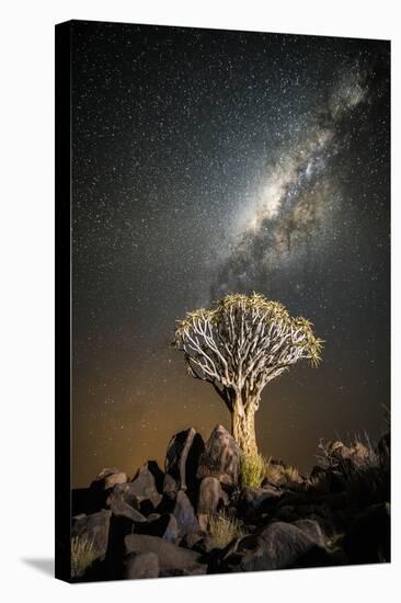 Quiver Tree (Aloe Dichotoma) with the Milky Way at Night-Wim van den Heever-Stretched Canvas