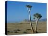 Quiver Tree and Bloodkopje Northern Section of Park-Mark Hannaford-Stretched Canvas